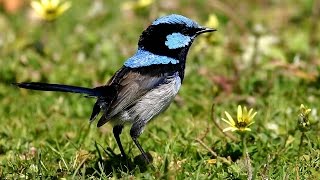 Superb Fairywren Malurus cyaneus [upl. by Aidekal]