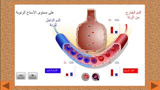 les échanges gazeux respiratoire au niveau des poumons et au niveau des cellules [upl. by Onia]