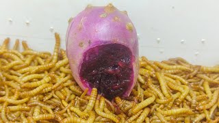 10 000 Mealworms vs Indian fig [upl. by Htnicayh]