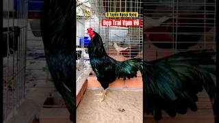 Ô Tuyền 4100✅✅✅ Ngoại Hạng C1  Dá Lô 0778888392 đềxuất mientay pets chicken thinhhanh [upl. by Nwahsuq523]