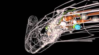 A brief introduction to C elegans [upl. by Aihsrop]