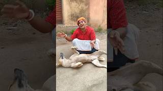 Amr kutta Moira geche go 😝shots tendring funny viralvideo shotsvideo 🥵 [upl. by Sido568]