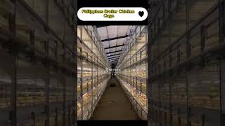 Philippines Broiler Chicken Cage，Automatic Battery Cage Broiler Poultry Farm RETECH Farming [upl. by Kolva]