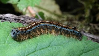 Caterpillar Sting  How to Treat a Caterpillar Sting [upl. by Mahoney]