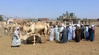 Les derniers caravaniers du Sahara  Reportage [upl. by Tamsky560]