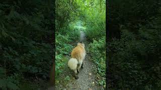 A REAR VIEW OF A LEONBERGER LEONBERGER DOG LOVE HAPPY [upl. by Quentin]