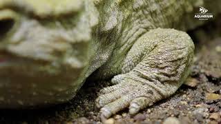 Brückenechse im Aquarium Berlin  Tuatara at Aquarium Berlin [upl. by Kaiser]