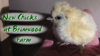 Day Old Silkie Chicks  New Additions for Brimwood Farm [upl. by Katzir684]