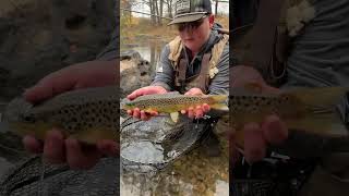 Beautiful central pa brown trout [upl. by Eisak]