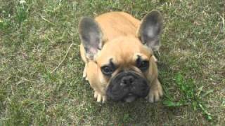 French Bulldog Puppy  schwer krank  RIP 01072011 [upl. by Yeclehc]