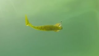 BassLabs Fishing Freview  Terminator Inline Spinner Underwater Footage [upl. by Ahsinehs]