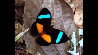 Rare butterflies of the world [upl. by Ailliw]