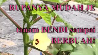 SENANG BETUL TANAM KACANG BENDI OKRA SAMPAI BERBUAH [upl. by Etnwahs528]