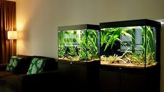 My Two Planted Tetra Fish Tank Setups  Juwel Lido 200 [upl. by Ahsimac]