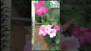 Beautiful Mandeville flowers blooming gardening viralshorts [upl. by Agiaf]