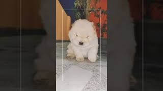 Chow Chow Puppies [upl. by Dam]