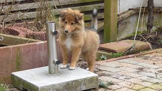 VDH Shelties vom Ponyhügel Süße Lindy sucht ihre Familie [upl. by Sherie366]