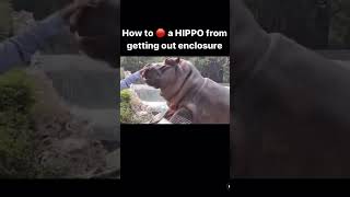 TOP FLIGHT SECURITY STOPS HIPPO FROM ESCAPING ZOO zoo [upl. by Kylie65]