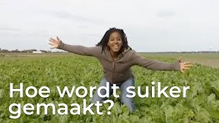 Hoe wordt suiker gemaakt  Doen Ze Dat Zo [upl. by Manuel]