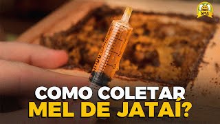 COMO COLETAR mel de ABELHA JATAÍ na prática 🤩🍯 [upl. by Eniagrom]