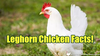 Five important facts about Leghorn chickens Great homestead breed [upl. by Yobybab220]