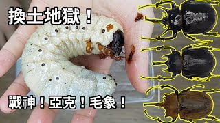 【山林蟲坊】32隻象兜幼蟲換土記  Changing Soil for 32 Larvae of Megasomas [upl. by Htebzil188]