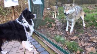 Wolf and dog  friendly encounter [upl. by Vernen]