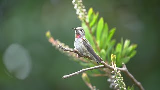 Annas Hummingbird Colibri singing on a branch  relaxing sounds outdoor soundsnature [upl. by Ringe]