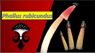 Phallus rubicundus the orange stinkhorn mushroom Part I [upl. by Ahders]