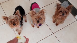 CACHORRO PODE COMER OVO COZIDO  YORKSHIRE TERRIER [upl. by Byrd]