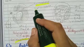 SolanosteleEctophloicAmphiphloic solenosteleDictyostelePolycyclic steleEustelePolystele detail [upl. by Seamus]