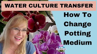 How To Successfully Transfer Orchids to Water Culture [upl. by Eikcor]