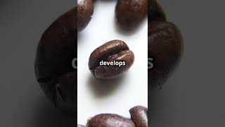 What is Peaberry Coffee [upl. by Birk]