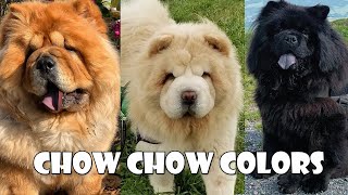 05 Different Types of Chow Chow Colors  Which is your Favorite [upl. by Epuladaugairam]