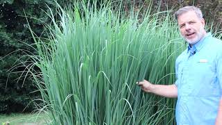 Northwind switchgrass Panicum virgatum Northwind  Plant Identification [upl. by Blaise]