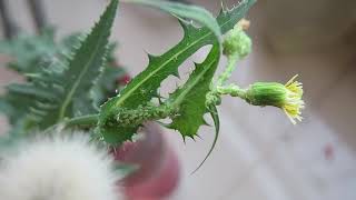 Aphids on Spiny sowthistle Sonchus asper Family Asteraceae [upl. by Nudnarb]