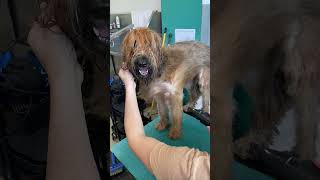 Briard Maya Enjoys Grooming shorts [upl. by Khosrow704]