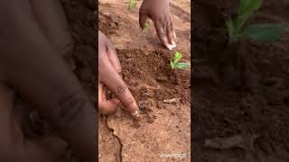 Managing cutworms in the oldest block of SC 419 in Mpongwe Zambia 🇿🇲 [upl. by Purity]