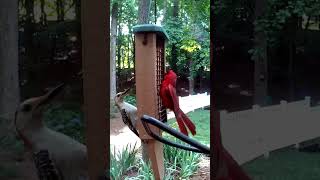 RedBellied Woodpecker and Northern Cardinal at the Suet Feeder [upl. by Ipoillak]