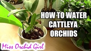 How to water Cattleya orchids  tips for a healthy orchid [upl. by Nylad]