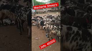 top quality macherla Sheeps please my channel subscribe friends 🙏🙏🙏 [upl. by Annabell]