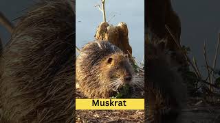 Muskrat  Physical Characteristics  Habitat  Diet  Behavior  101 Facts usa animal [upl. by Nadeen]