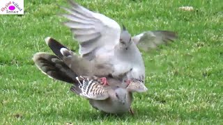 Pigeon mating A collection of first 10 different pigeon matings 110 [upl. by Silverstein]