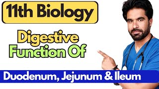 Digestive Function Of Duodenum Jejunum and Ileum  Class 11 Biology  Chapter 11 in Pashto [upl. by Nivek]