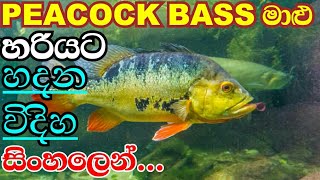 Peacock Bass Care in SinhalaSpecial facts about Peacock BassMonster Peacock Bass care in Sinhala [upl. by Lihka880]