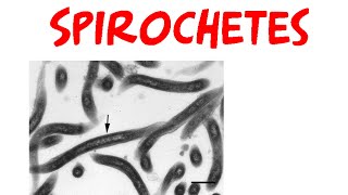 Spirochetes [upl. by Anitsyrhc686]