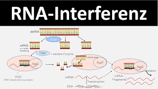 Translation  Proteinbiosynthese 33  Biologie Genetik Oberstufe [upl. by Westhead]