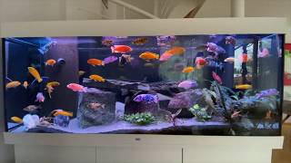 Malawi cichlid tank  Buntbarsch Aquarium [upl. by Anavrin]