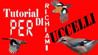 TUTORIAL DI RICHIAMO PER UCCELLI  1 Ghiandaia [upl. by Esmeralda696]