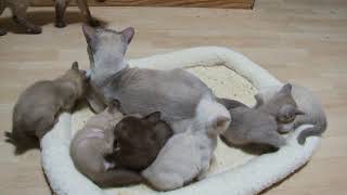 Zanadu Tonkinese kittens [upl. by Kathleen458]